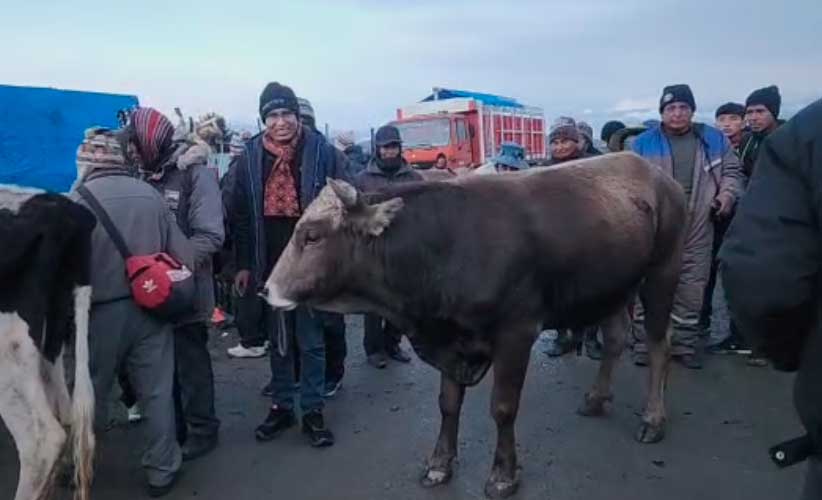 Senador Condori vende un toro a Bs10.500 para pagar...